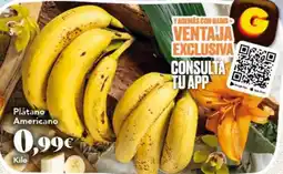 Gadis Plátano Americano oferta