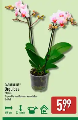 ALDI GARDENLINE Orquídea oferta