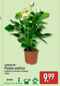 ALDI GARDENLINE Plantas exóticas oferta