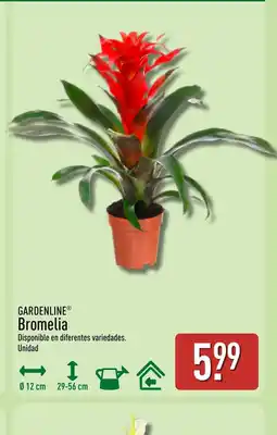 ALDI GARDENLINE Bromelia oferta