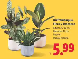 Lidl Dieffembaquia Ficus y Dracaena oferta