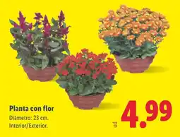 Lidl Planta con flor oferta