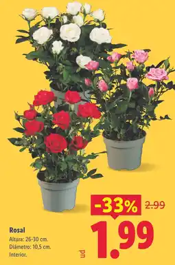 Lidl Rosal oferta