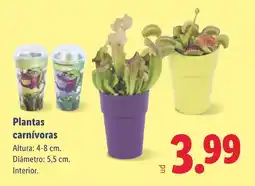 Lidl Plantas carnívoras oferta