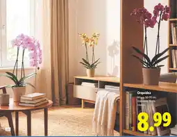 Lidl Orquídea oferta