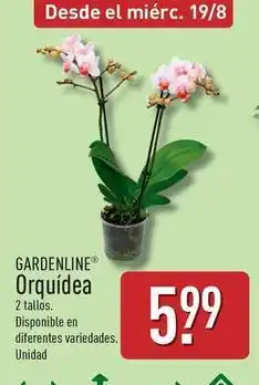 ALDI Gardenline - orquídea oferta
