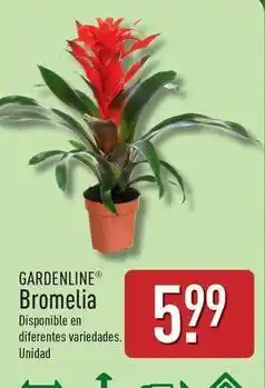 ALDI Gardenline - bromelia oferta