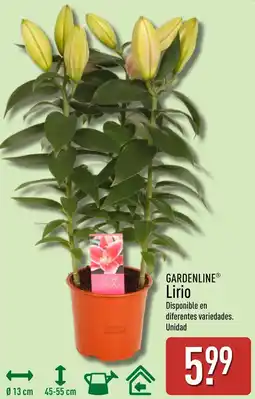 ALDI GARDENLINE Lirio oferta