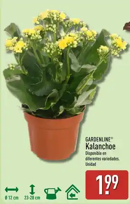 ALDI Gardenline Kalanchoe oferta