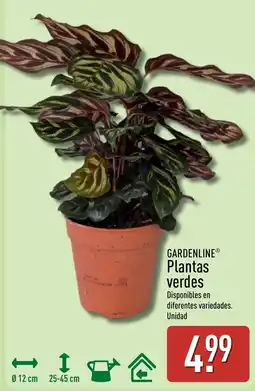 ALDI Gardenline plantas verdes oferta