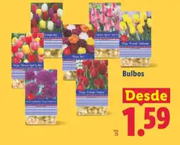 Lidl Bulbos oferta