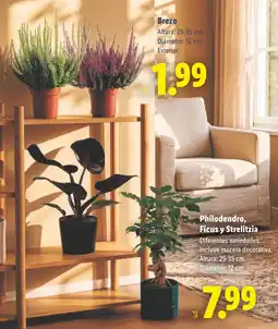 Lidl Brezo oferta