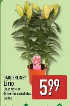 ALDI Gardenline - lirio oferta