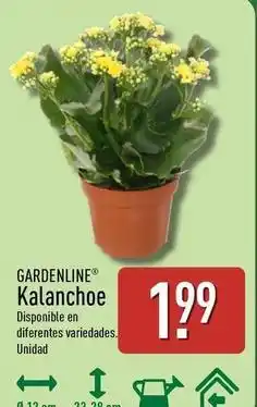 ALDI Gardenline - kalanchoe oferta
