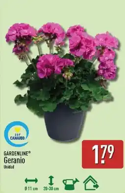 ALDI Gardenline Geranio oferta