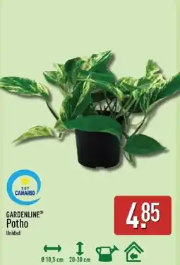 ALDI Gardenline Potho oferta