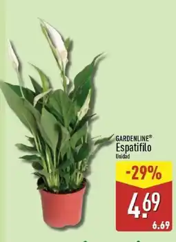 ALDI Gardenline espatifilo oferta