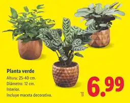 Lidl Planta verde oferta