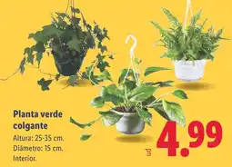 Lidl Planta verde colgante oferta