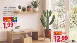 Lidl Lidl Cactus y Suculentas oferta