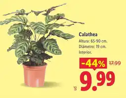 Lidl Calathea oferta