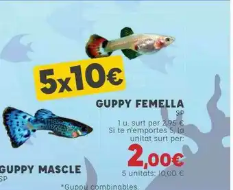 Kiwoko Guppy Femella oferta
