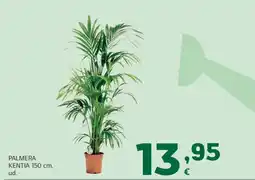 HiperDino Palmera kentia oferta