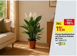 Leroy Merlin Home - planta spathiphyllum con flores en maceta de 17 cm oferta