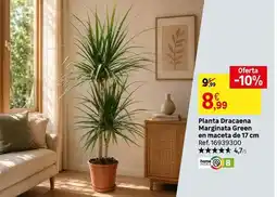 Leroy Merlin Home - planta dracaena marfrinata green en maceta de 17 cm oferta