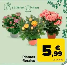Carrefour Plantas florales oferta