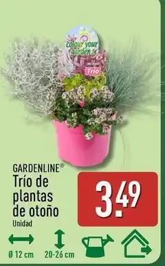 ALDI Gardenline - trio de plantas de otono oferta