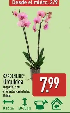 ALDI Gardenline - orquidea oferta
