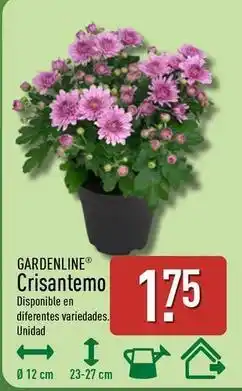 ALDI Gardenline - crisantemo oferta