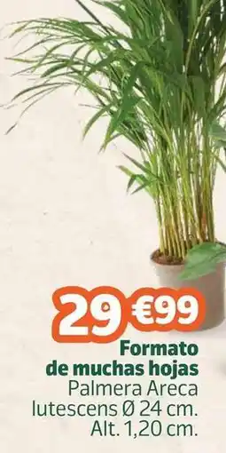 Jardiland Formato de muchas hojas oferta
