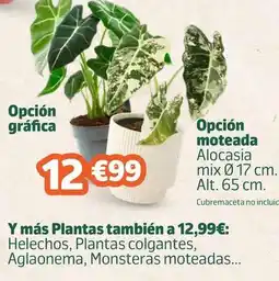 Jardiland Y más plantas también oferta