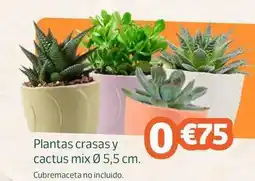 Jardiland Plantas crasas y cactus mix oferta