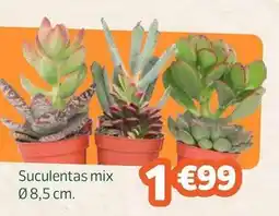 Jardiland Suculentas mix oferta