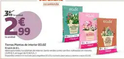 Jardiland Ecloz - trenas plantas de interior oferta