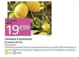 Jardiland Sol - limonero 4 estaciones oferta