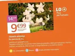 Jardiland Ideal - jazmin andaluz oferta