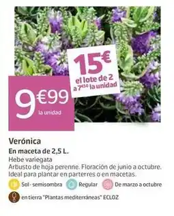 Jardiland Ideal - veronica oferta