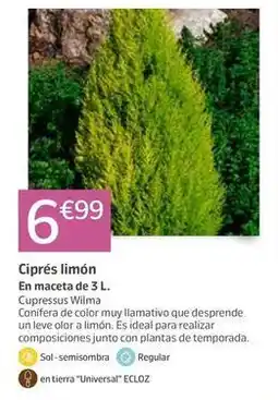 Jardiland Ideal - cipres limón oferta