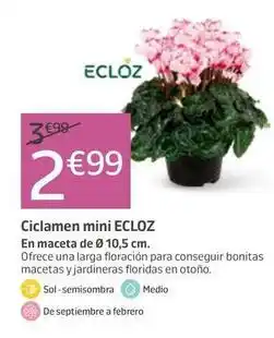 Jardiland Ecloz - ciclamen mini oferta
