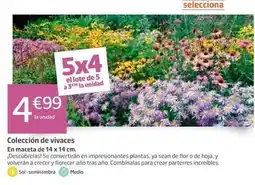 Jardiland Flor - colección de vivaces oferta