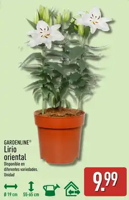ALDI Gardenline lirio oriental oferta