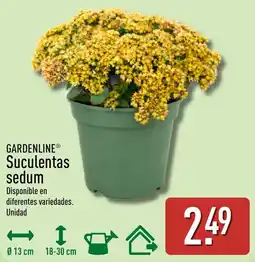 ALDI Gardenline suculentas sedum oferta