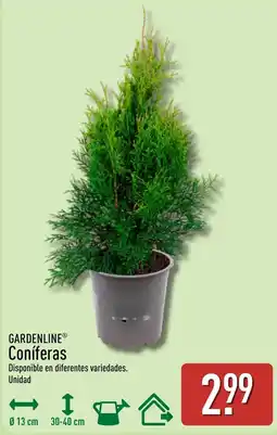 ALDI Gardenline coníferas oferta