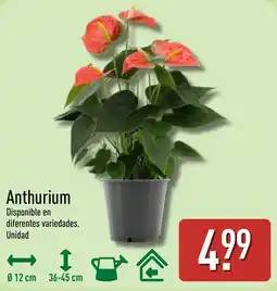 ALDI Anthurium oferta