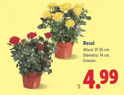 Lidl Rosal oferta