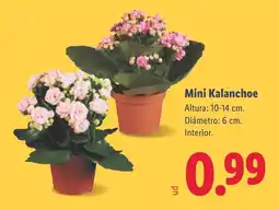 Lidl Mini Kalanchoe oferta